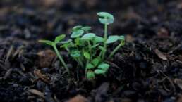 biochar influence the soil characteristics - plants growing on biochar enriched soil