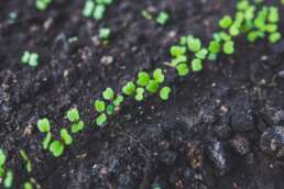 plants growing on biochar rich soil