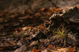 sustainability in agriculture - biochar for achieving sustainability in agriculture