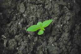 Save Soil Movement - A plant growing on soil with rich organic content